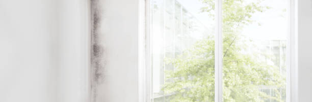 Forensic Mold Investigation in Weddington, NC